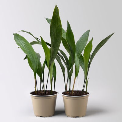 Schusterpalme, Topf-Ø 14 cm, Höhe ca. 50 cm, 2 Pflanzen