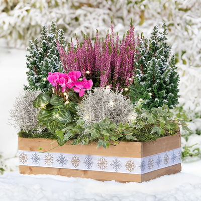 Pflanzenkreation Zauberhafter Winter, 8 Pflanzen + Lichterkette + Erde Pflanzenkreation Zauberhafter Winter, 8 Pflanzen + Lichterkette + Erde