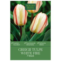 Greigii-Tulpe 'White Fire®', zweifarbig, 7 Blumenzwiebeln