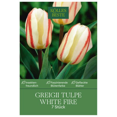Kölles Beste Greig-Tulpe 'White Fire®', rot/weiß, 7 Blumenzwiebeln Kölles Beste Greig-Tulpe 'White Fire®', rot/weiß, 7 Blumenzwiebeln
