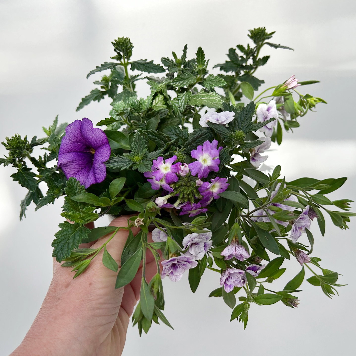 Beet- und Balkonpflanzen-Mix, flieder-lila, Topf-Ø 13 cm, 6 Pflanzen