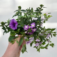 Beet- und Balkonpflanzen-Mix, flieder-lila, Topf-Ø 13 cm, 6 Pflanzen