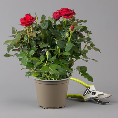 Rose, rot, Topf-Ø 14 cm, 2 Pflanzen