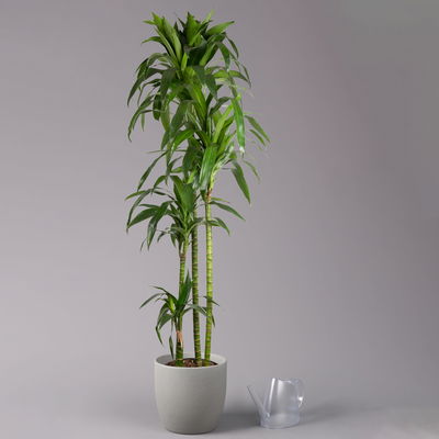 Duftender Drachenbaum 'Janet Craig', Topf-Ø 27 cm, Höhe ca. 170 cm