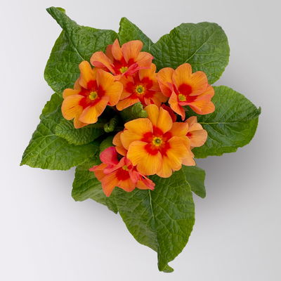 Primel 'Raesberry', Farben zufällig, mit rotem Auge Topf-Ø 11 cm, 8 Pflanzen Primel 'Raesberry', Farben zufällig, mit rotem Auge Topf-Ø 11 cm, 8 Pflanzen