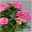 Gartenhortensie 'Curly Wurly®' Rosa, 23 cm Topf