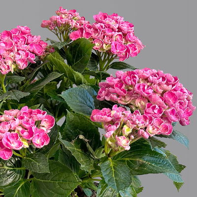 Gartenhortensie 'Curly Wurly®' Rosa, 23 cm Topf Gartenhortensie 'Curly Wurly®' Rosa, 23 cm Topf