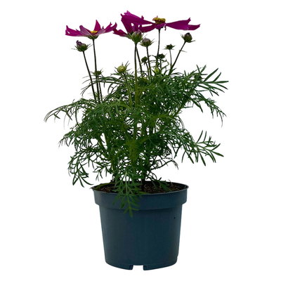 Cosmea, Farben zufällig, Topf-Ø 12 cm, Höhe ca. 25 cm, 6 Pflanzen