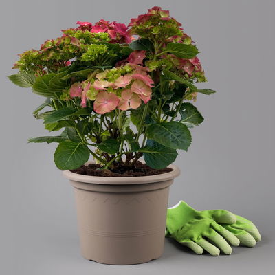 Kölle Gartenhortensie Ball rot, 4/5 Liter Topf Kölle Gartenhortensie Ball rot, 4/5 Liter Topf