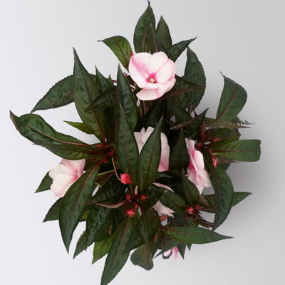 Edellieschen, zweifarbig zufällig, Topf-Ø 12 cm, 6 Pflanzen Edellieschen, zweifarbig zufällig, Topf-Ø 12 cm, 6 Pflanzen