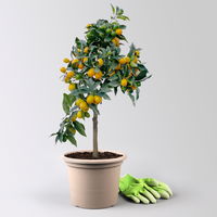 Kumquat, Stamm, Topf-Ø 22 cm