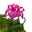 Geranie 'Villetta® Lilac' lila, hängend, Topf-Ø 13cm, 6er-Set