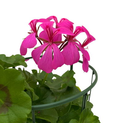 Geranie 'Villetta® Lilac' lila, hängend, Topf-Ø 13cm, 6er-Set