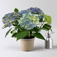 Hortensie 'Everlast Blue', Topf-Ø 14 cm, H: 40 cm, 2 Pflanzen