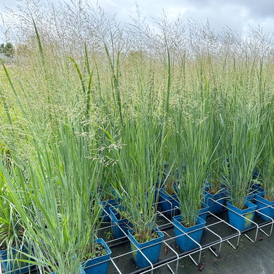 Bio Riesen-Rutenhirse 'Northwind', Topf 5 Liter, Wuchshöhe ca. 170-180cm