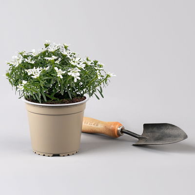 Schleifenblume weiß, Topf-Ø 13 cm, 6er-Set Schleifenblume weiß, Topf-Ø 13 cm, 6er-Set