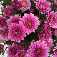 Chrysanthemen-Busch, lila-rosa-weiß, Topf-Ø 19 cm, 3er-Set