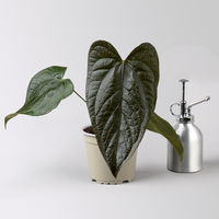 Grünpflanzen-Set Urban Jungle, dunkellaubig, Topf-Ø 12 cm, 4 Pflanzen