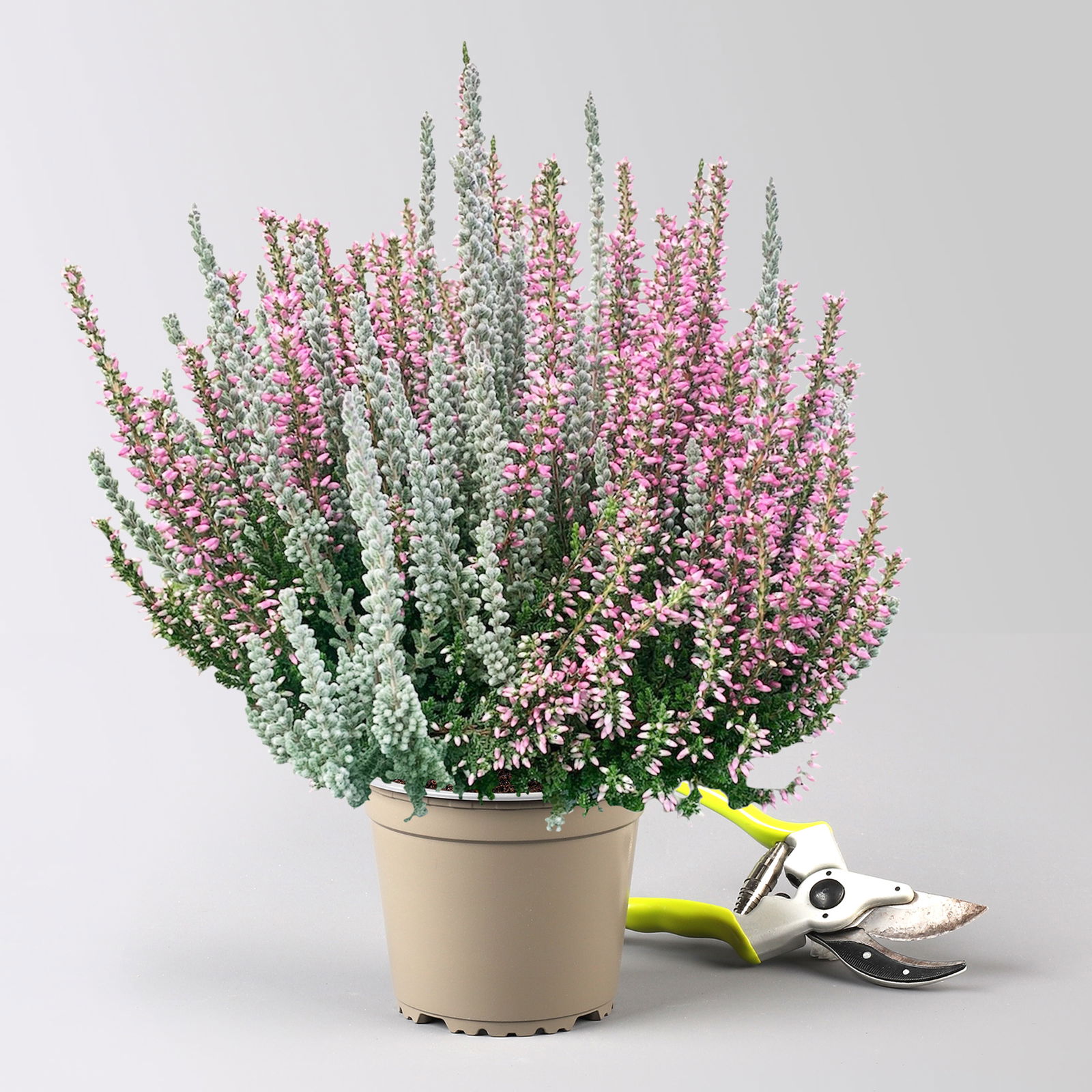 Calluna 'Lönneby' Twin, Fluffy, rosa, Topf-Ø 13 cm, 3 Pflanzen