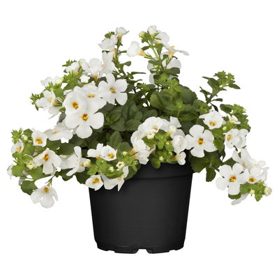 Schneeflockenblume, 6er-Set, weiß, Topf 12 cm Ø Schneeflockenblume, 6er-Set, weiß, Topf 12 cm Ø