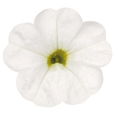 Zauberglöckchen 'Cabaret® Early Compact White' weiß, Topf-Ø 13 cm, 6 Pflanzen