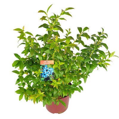 Heidelbeere 'Hortblue Petite'®, Topf 5 Liter, 4 Pflanzen