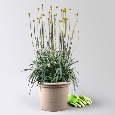 Craspedia 'Golf Beauty' gelb, Topf-Ø 27 cm