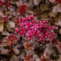 Fetthenne, rosa, Topf 9x9 cm, 3 Pflanzen Fetthenne, rosa, Topf 9x9 cm, 3 Pflanzen