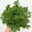 Duftgeranie 'Freshfruity® Mosquito Fighter', Topf-Ø 12 cm, 6 Pflanzen