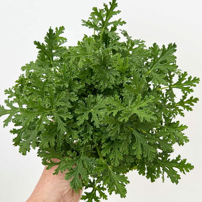 Duftgeranie 'Freshfruity® Mosquito Fighter', Topf-Ø 12 cm, 6 Pflanzen