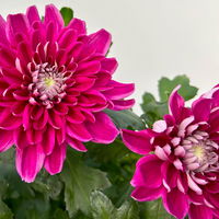 Chrysantheme 'Chrysanne® Zembla' lila, großblumig, Topf-Ø 17cm, 2 Stück