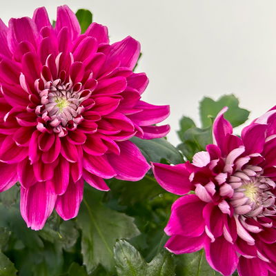 Chrysantheme 'Chrysanne® Zembla', lila, großblumig, Topf-Ø 17cm, 2 Pflanzen
