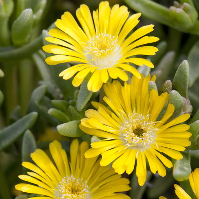 Mittagsblume, Farben zufällig, Topf-Ø 12 cm, 6er-Set