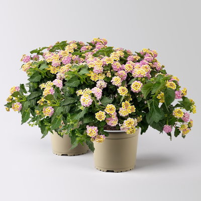 Wandelröschen, lila/gelb, Topf-Ø 17 cm, 2 Pflanzen Wandelröschen, lila/gelb, Topf-Ø 17 cm, 2 Pflanzen