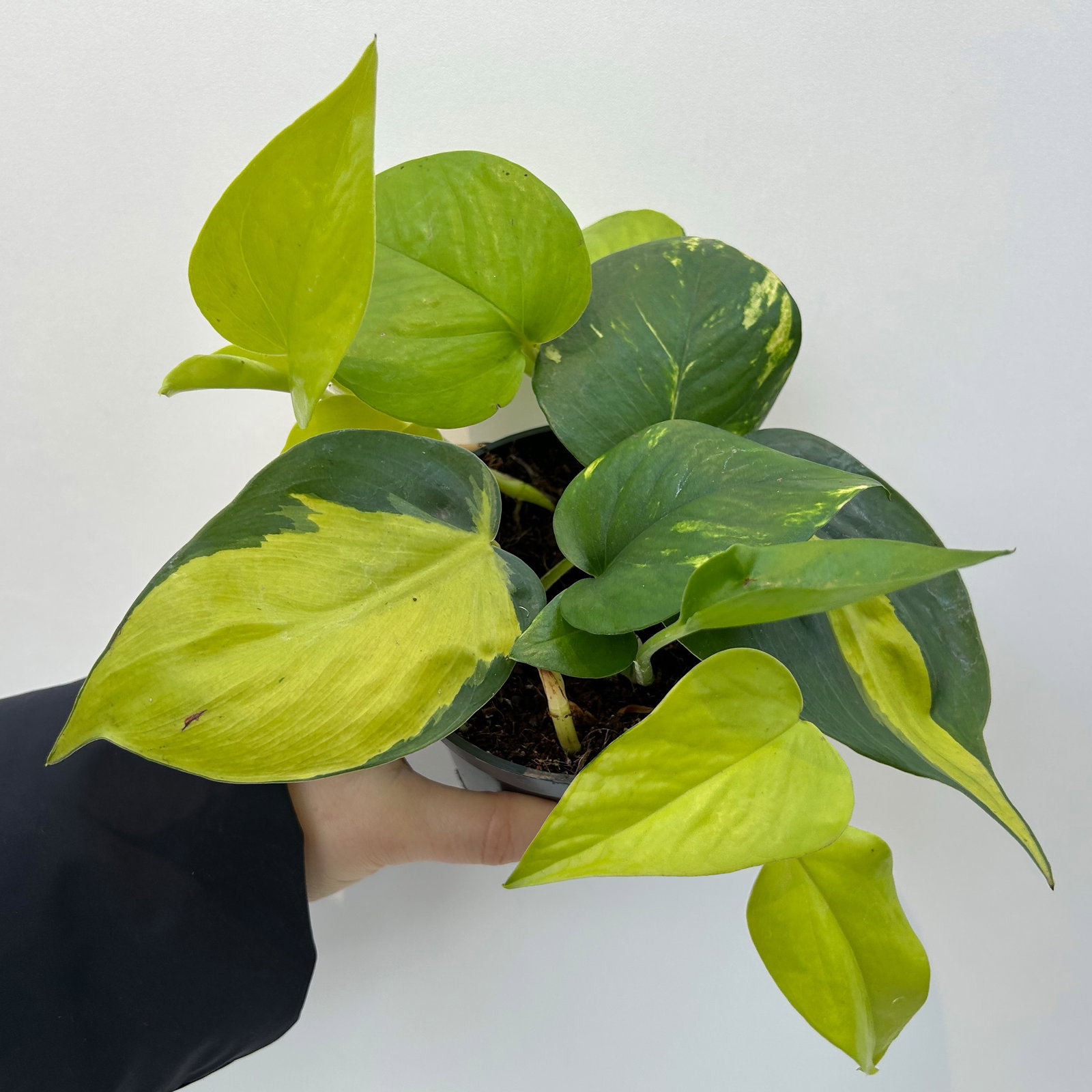 Efeutute 'Trio', grün-gelb, Topf-Ø 12 cm, 2 Pflanzen, inkl. Keramiktopf