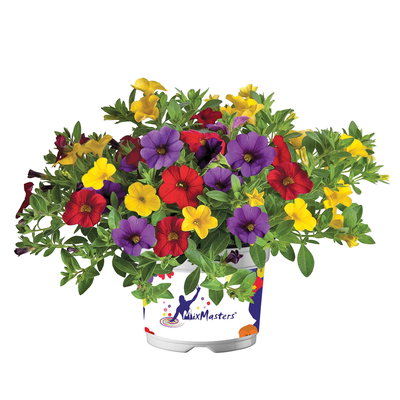 Zauberglöckchen 'MixMasters® Tropicana', blau-gelb-rot, Topf-Ø 12 cm, 6 Pflanzen