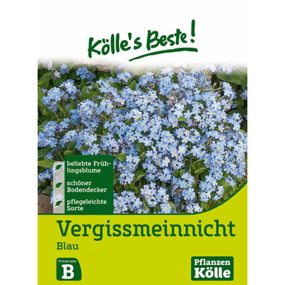 Kölles Beste Blumensamen Vergissmeinnicht (Myosotis) blau