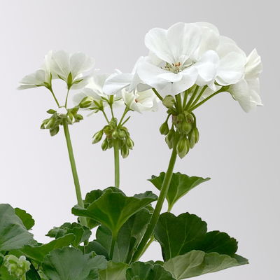 Geranie weiß, stehend, Topf-Ø 13 cm, 6 Stück Geranie weiß, stehend, Topf-Ø 13 cm, 6 Stück