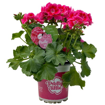 Stehende Geranie 'Pretty Little™', Topf-Ø 13 cm, 6er-Set