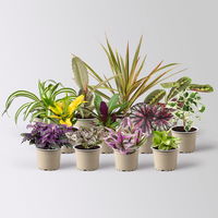 Grünpflanzenset für Grüne Wand, bunter Mix, Topf-Ø 8,5 cm, 12 Pflanzen