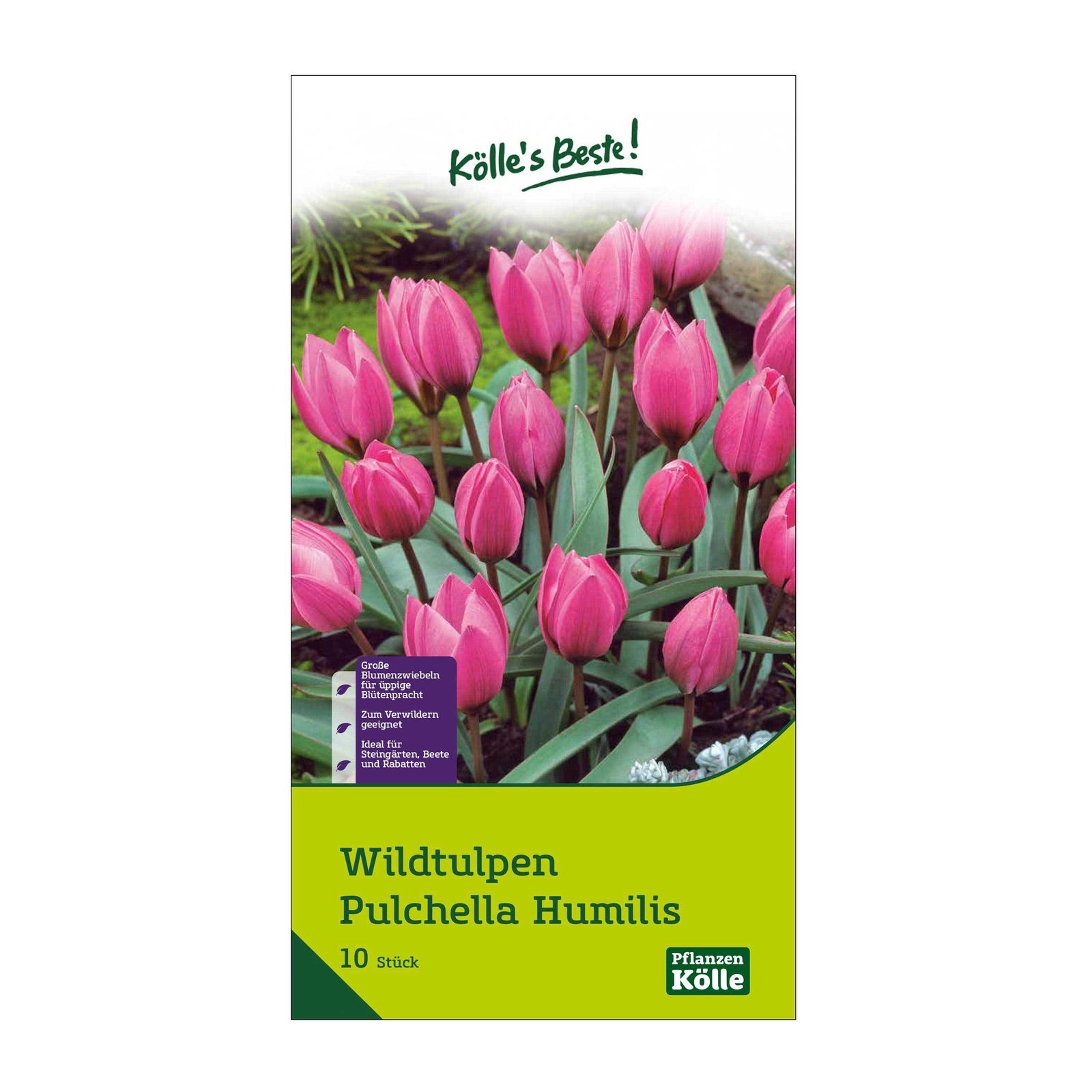 Wildtulpen Pulchella Humilis rosa, 10 Blumenzwiebeln