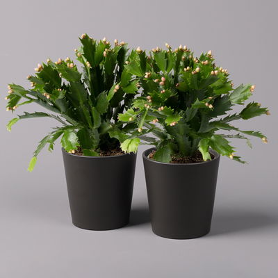 Weihnachtskaktus, orange, mit Übertopf anthrazit, Topf-Ø 12 cm, 2 Pflanzen