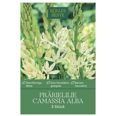 Camassia Leichtlinii Alba weiß, 3 Blumenzwiebeln Camassia Leichtlinii Alba weiß, 3 Blumenzwiebeln