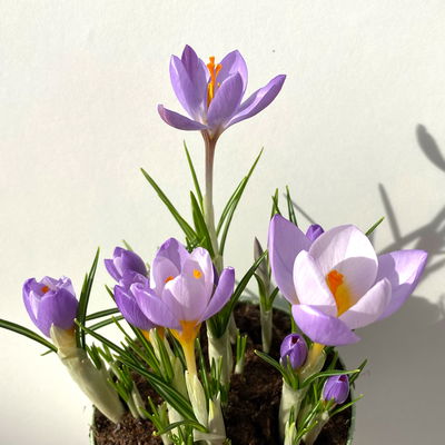 Wildkrokus, lila, Topf-Ø 10,5 cm, 6 Pflanzen