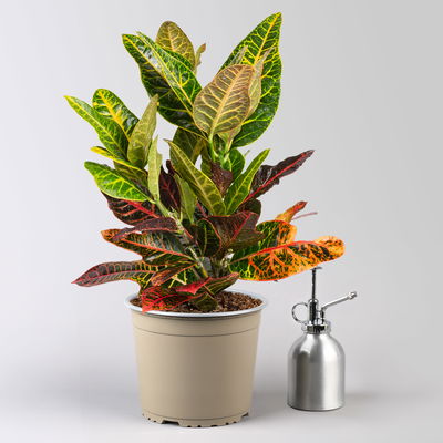 Wunderstrauch 'Excellent', Topf-Ø 17 cm, Höhe ca. 40 cm, 2 Pflanzen Wunderstrauch 'Excellent', Topf-Ø 17 cm, Höhe ca. 40 cm, 2 Pflanzen