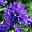 Bio Knäuel-Glockenblume 'Dahurica' violett, Topf-Ø 11 cm, 3er-Set