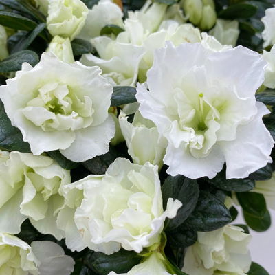 Azalee Hortinno® 'Christine Belli', weiß, Topf-Ø 13 cm, H. ca. 25 cm, 3 Pflanzen
