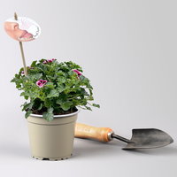 Duftgeranie 'Angel Aroma®Jet®', pink-bordeaux, Topf-Ø 12 cm, 6 Pflanzen