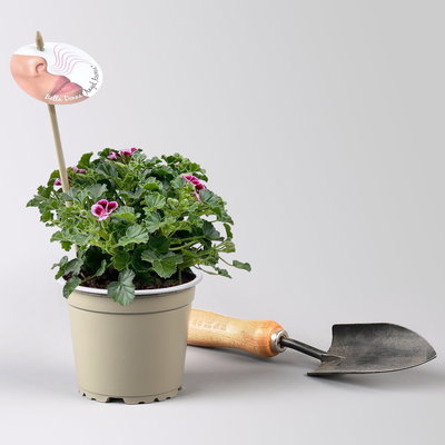 Duftgeranie 'Angel Aroma®Jet®', pink-bordeaux, Topf-Ø 12 cm, 6 Pflanzen