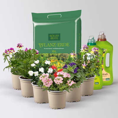 Pflanzenkreation 'Duft', 6 Pflanzen inkl. Erde und Dünger